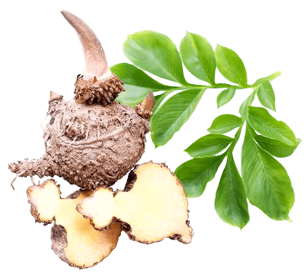 Image of glukomanan root