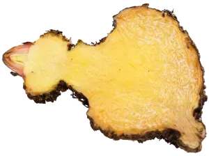 Symbol Glukomanán